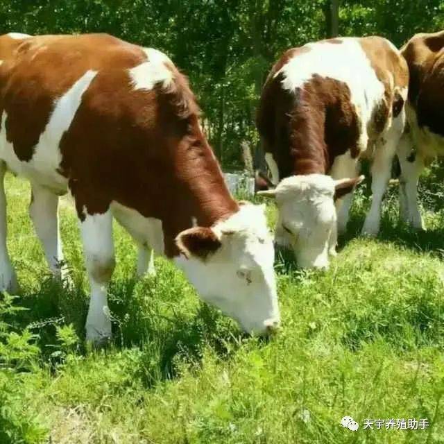 养牛要了解牛的生活习性,了解牛呼吸和消化系统,了解牛生长细节