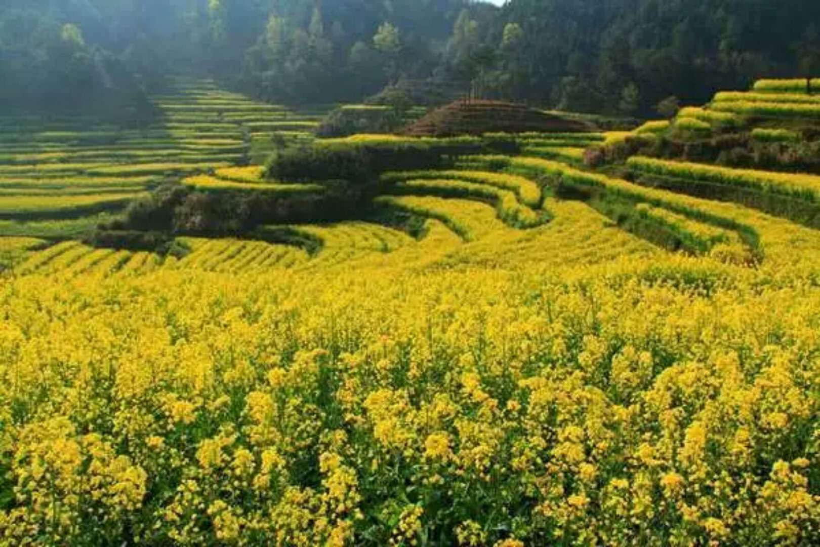 原创安徽皖南有一处梯田,春天油菜花盛开很艳丽,还有三千亩竹海