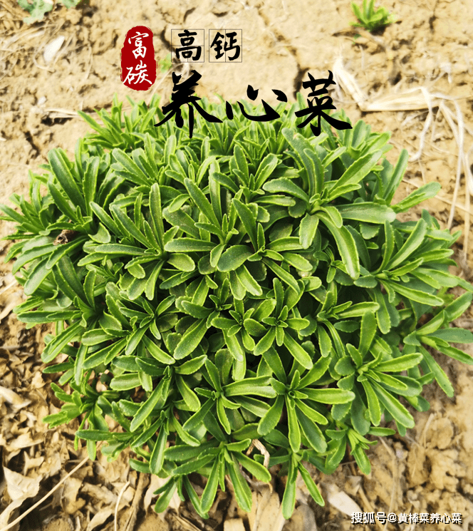 富碳高钙养心菜易种易活一次定植连续30年收益