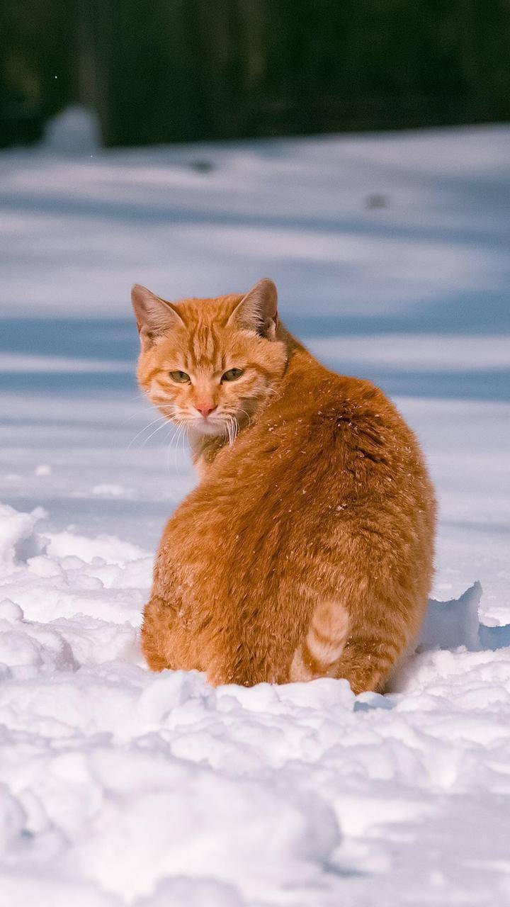 谁说橘猫不吃雪,雪地里蹦的可欢了!