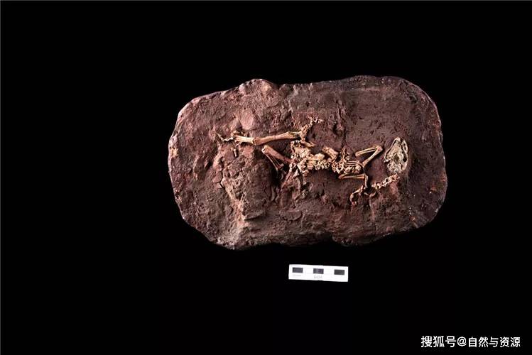 河南第一家国家级自然博物馆正式成立跨越亿年的恐龙化石珍品邀您品鉴