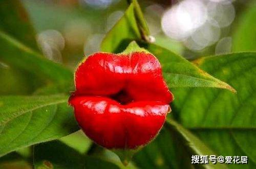 世界上最妖孽花的花语是什么