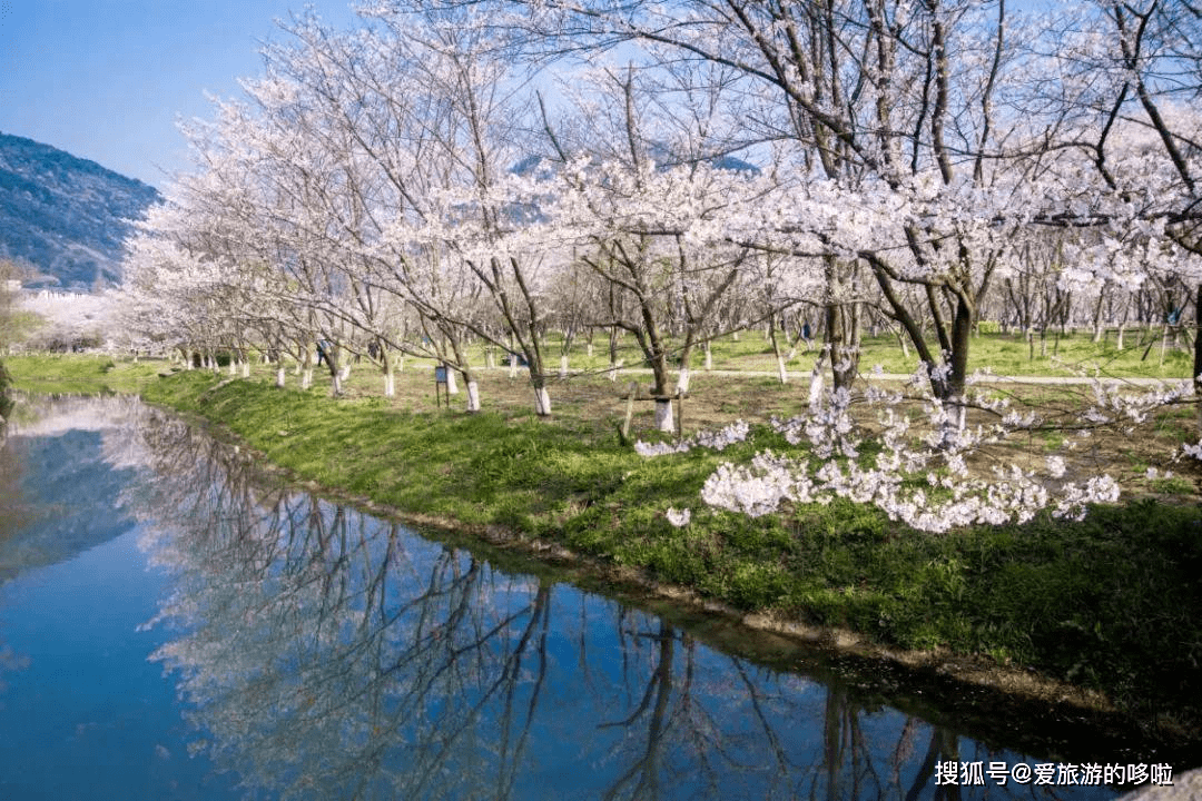 江南最美的春天,就是绍兴600亩樱花盛开的样子