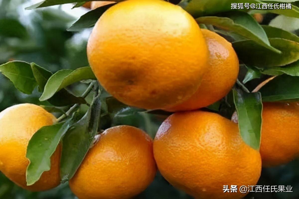 阳光一号柑橘,阳光一号桔柚独特优势有哪些?