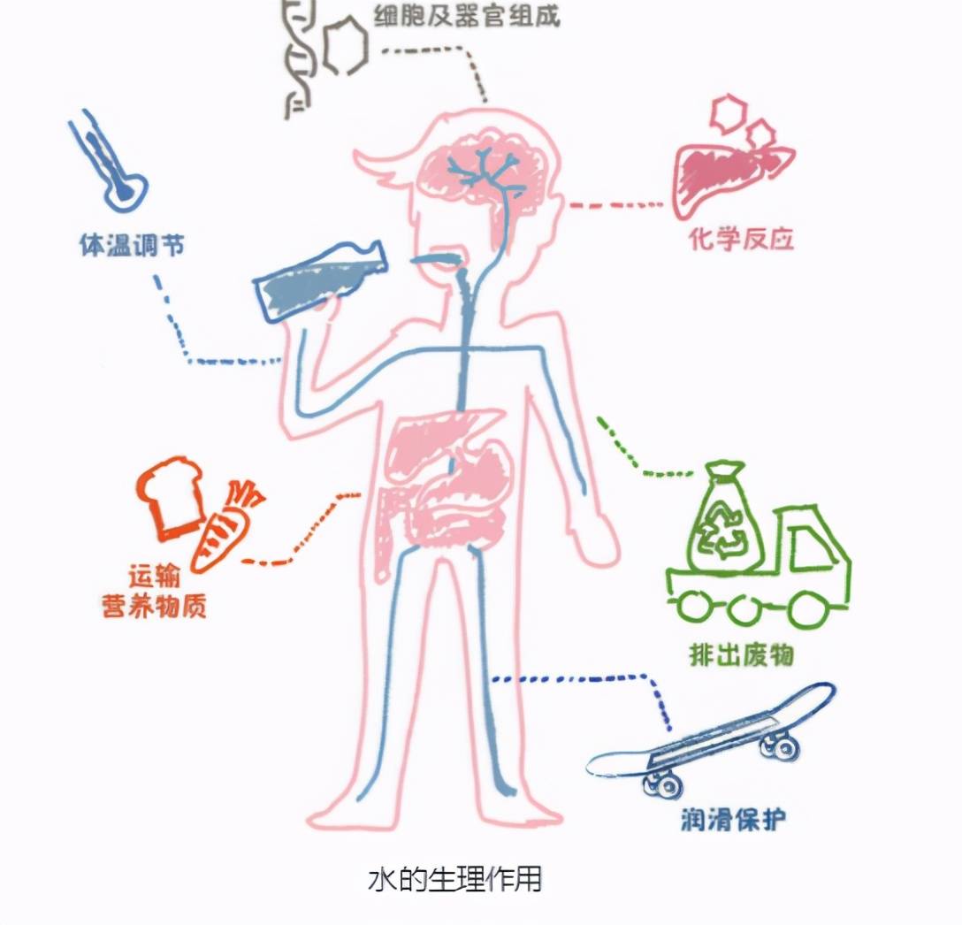 水:人体内主要含有的营养素