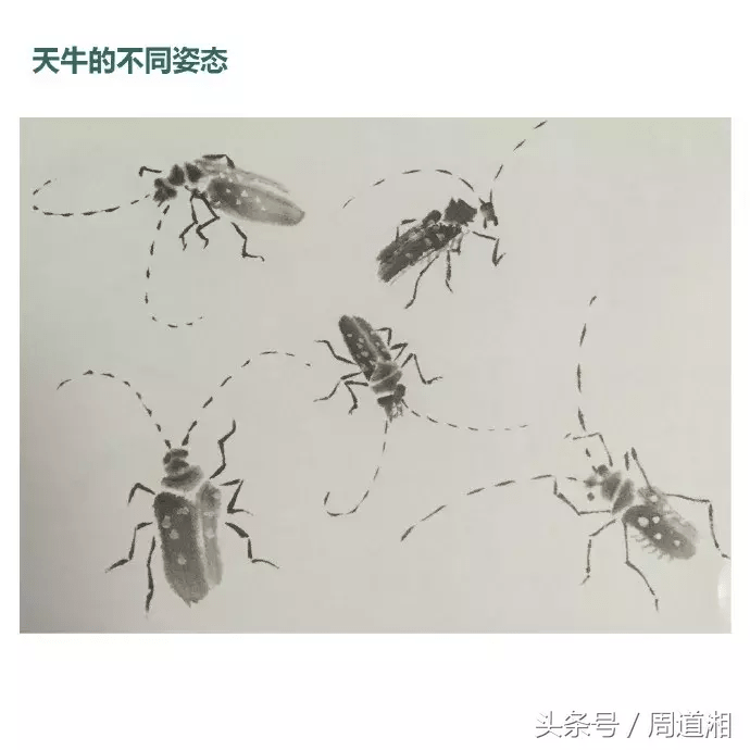 写意草虫,蜻蜓,天牛的画法