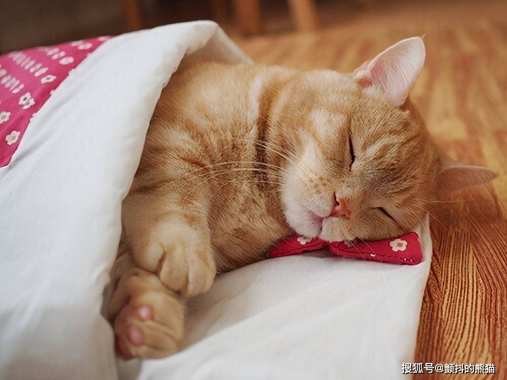 不想从被窝里出来像人一样睡觉的猫咪萌你没商量