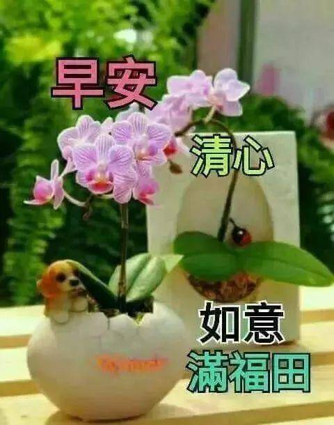 最新版鲜花早晨好的图片 春天早上好问候语及关心话