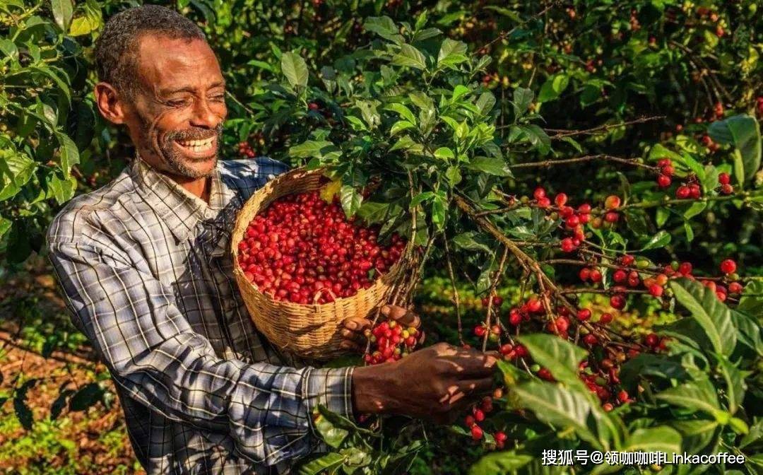 咖啡产地丨肯尼亚咖啡:傲立于非洲的一颗明珠