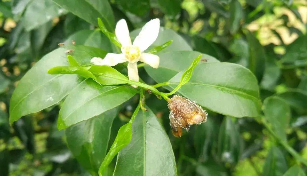 柑橘花期持续阴雨寡照容易落花落果要做好这3大应对措施