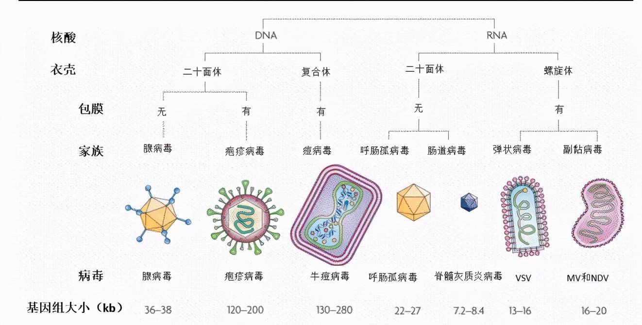 溶瘤病毒概述(一)