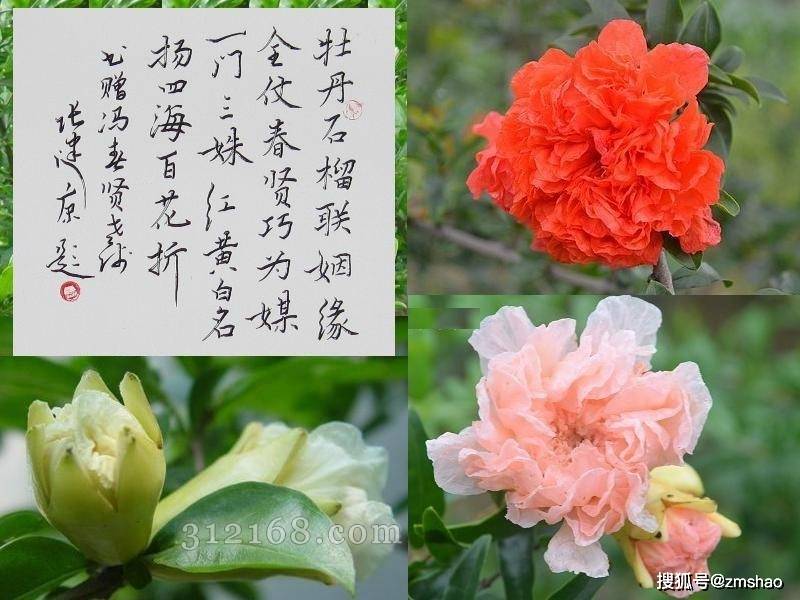 1/ 12 花开如牡丹,结实仍石榴