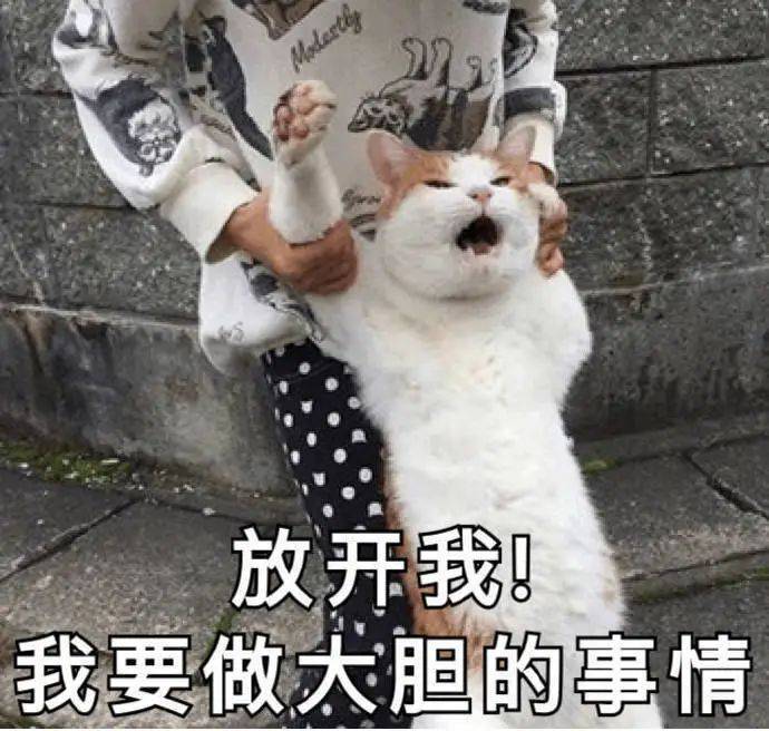 猫咪表情包我已经沉沦了