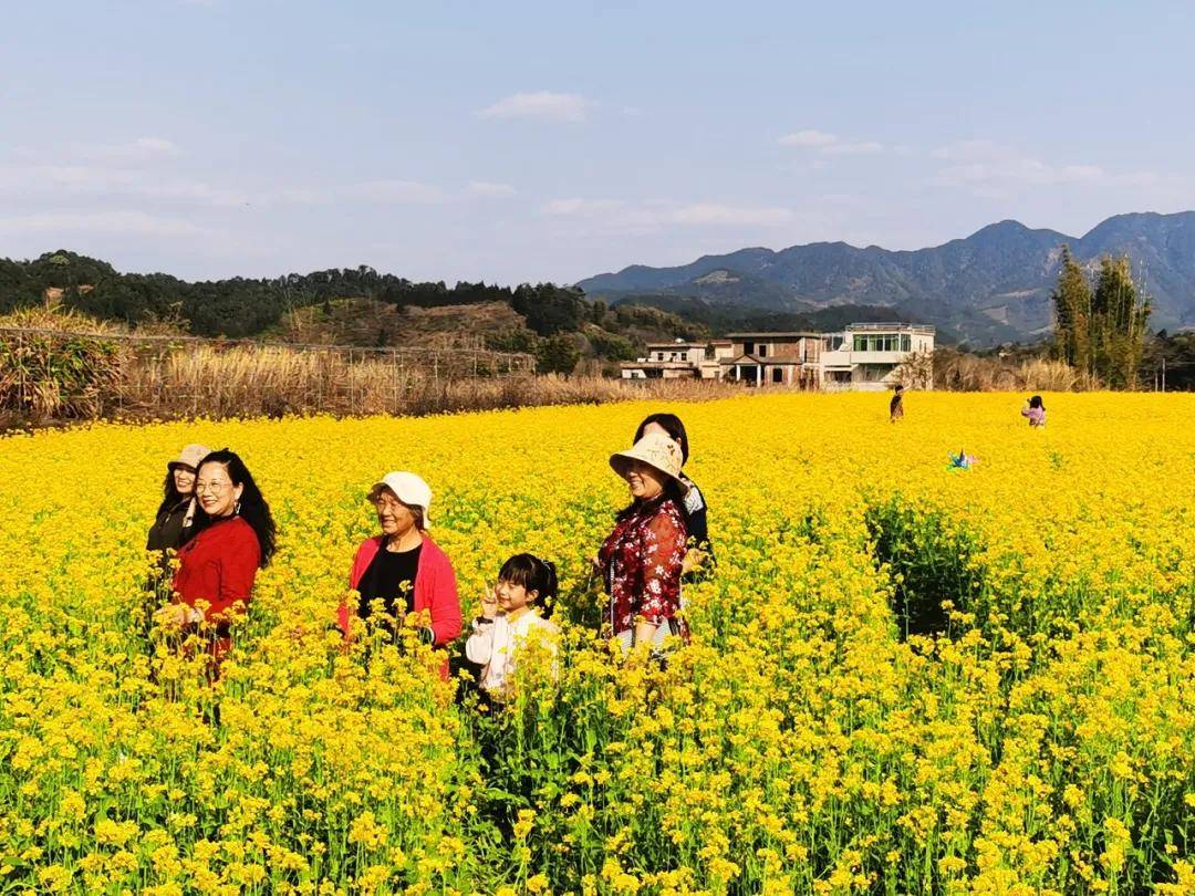 300多亩油菜花开放啦!满屏金黄_吕田