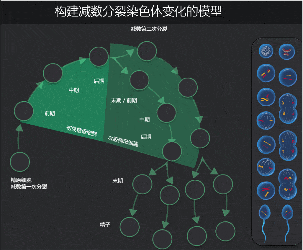 生物干货有丝分裂和减数分裂详尽分析收藏