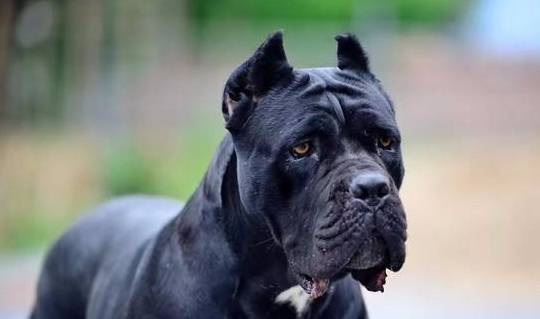 如何选择卡斯罗犬,卡斯罗犬如何喂养