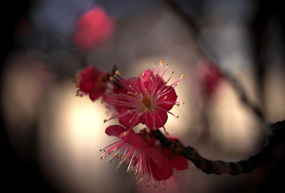 4月,月老来助,旧情人回心转意,3大生肖喜得桃花运,破镜重圆