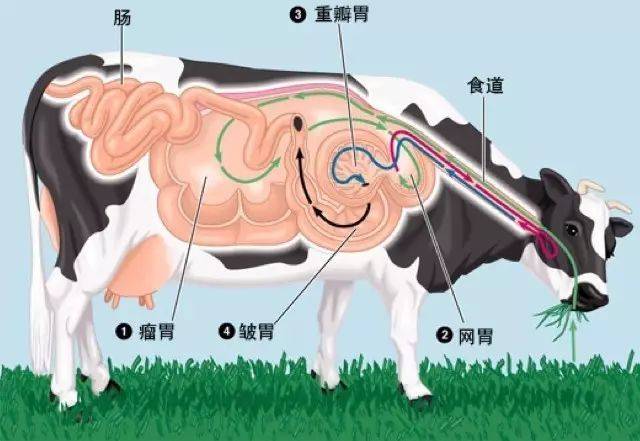 牛的四个胃,我们一个也没放过_瓣胃