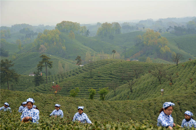 毛尖香溢茶乡 信阳毛尖春茶全面开采_文新茶