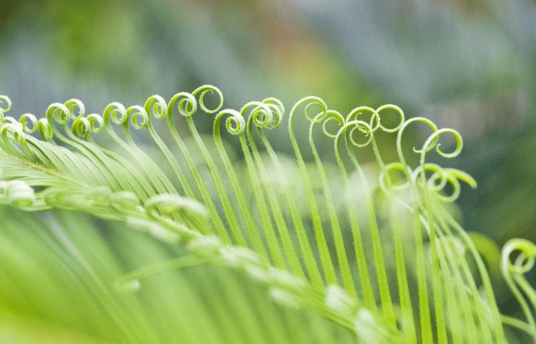 【诗词鉴赏】春草生时亦有诗,十首春草诗词送给你,愿生如春草之蓬勃!