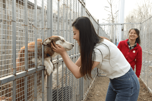 小黄狗环保科技北京救助站正式揭牌为近200只流浪猫狗安新家