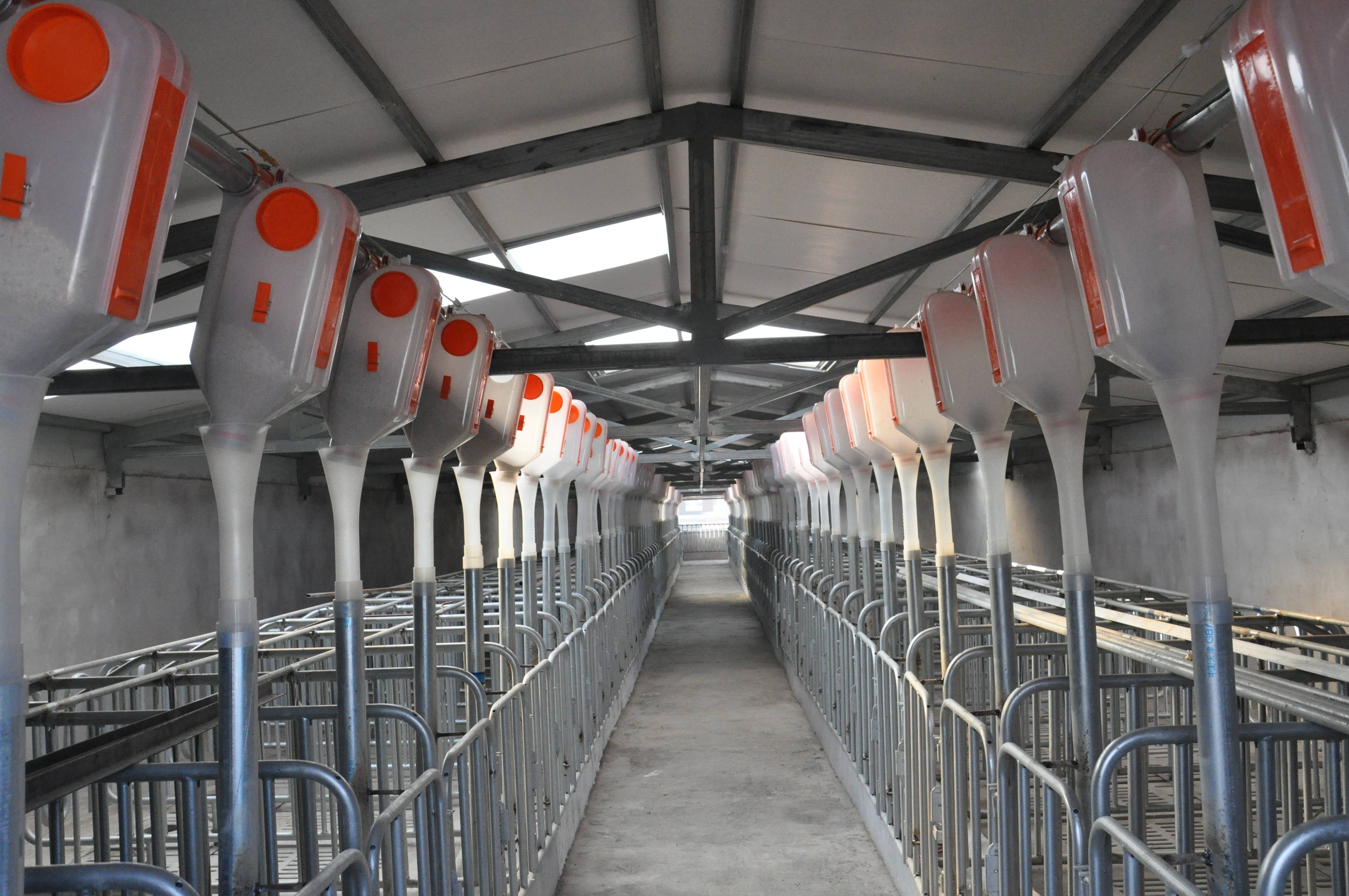 南商农科养猪知识小课堂规模化养猪场需要哪些养猪设备一栏位系统