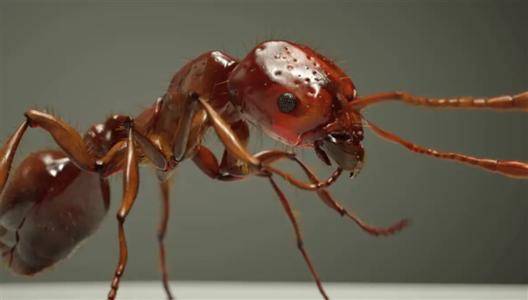 红火蚁已传播至我国435个县市区 是全球公认的百种最具危险的入侵物种