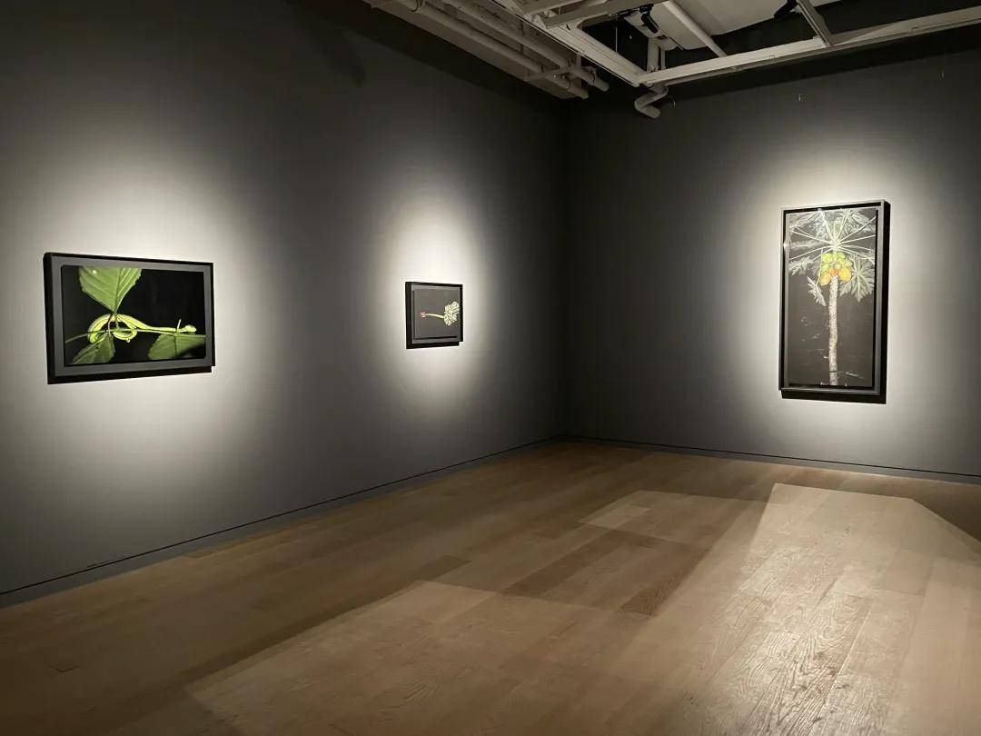 当代艺术家李季的大型摄影展树呈现36幅极具自然之力的作品