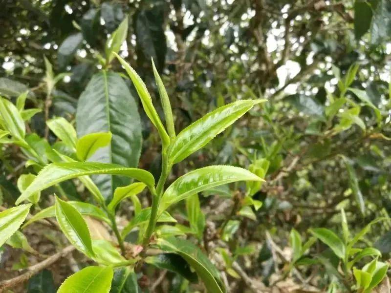 云南大叶种知名茶树品种喝懂普洱更有益