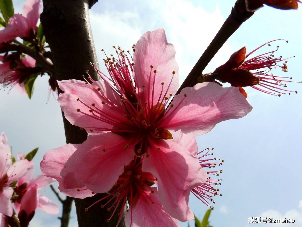 2021无锡阳山桃花节