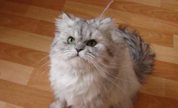 强大的波斯猫,光毛色就可分为16个系列,还是许多猫咪品种的鼻祖