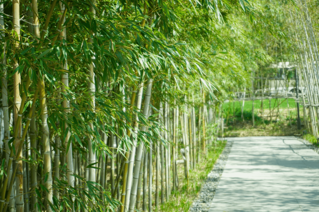 春天就要来涵碧楼,感受万竹飞舞的竹林秘境!_竹子