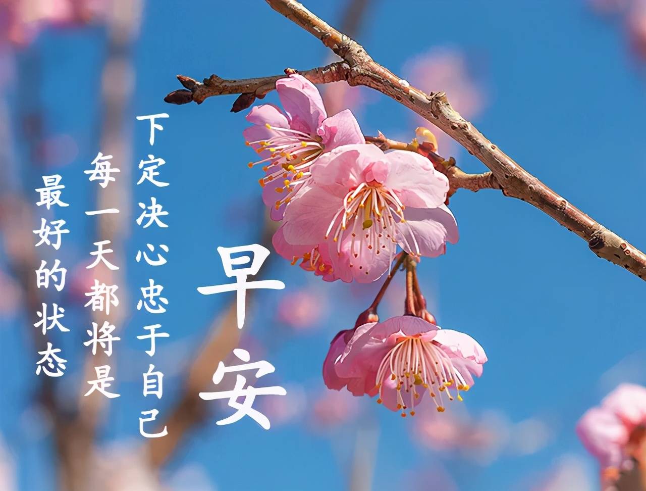 原创2021最美带字早上好动态图早上好问候图片带字和鲜花