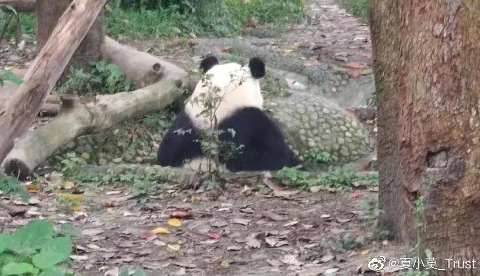 大熊猫"比武招亲"冲上热搜,打不出狗叫算猫输!