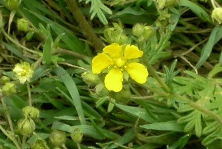 春草(星毛萎陵菜)