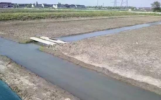 图2 稻田养鱼的鱼沟 鱼沟:主沟位于稻田中央,宽30cm-60cm深30cm-40cm