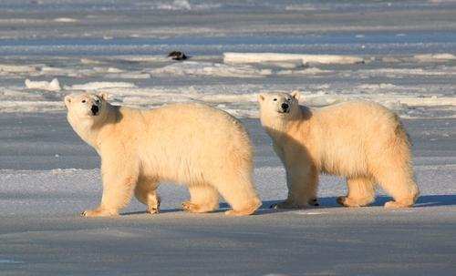 原创为什么只有怀孕的北极熊才会冬眠,而雄性却不冬眠?
