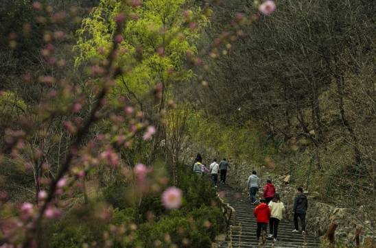 紫金山第五届春季踏青登山节,踏青登山好去处!