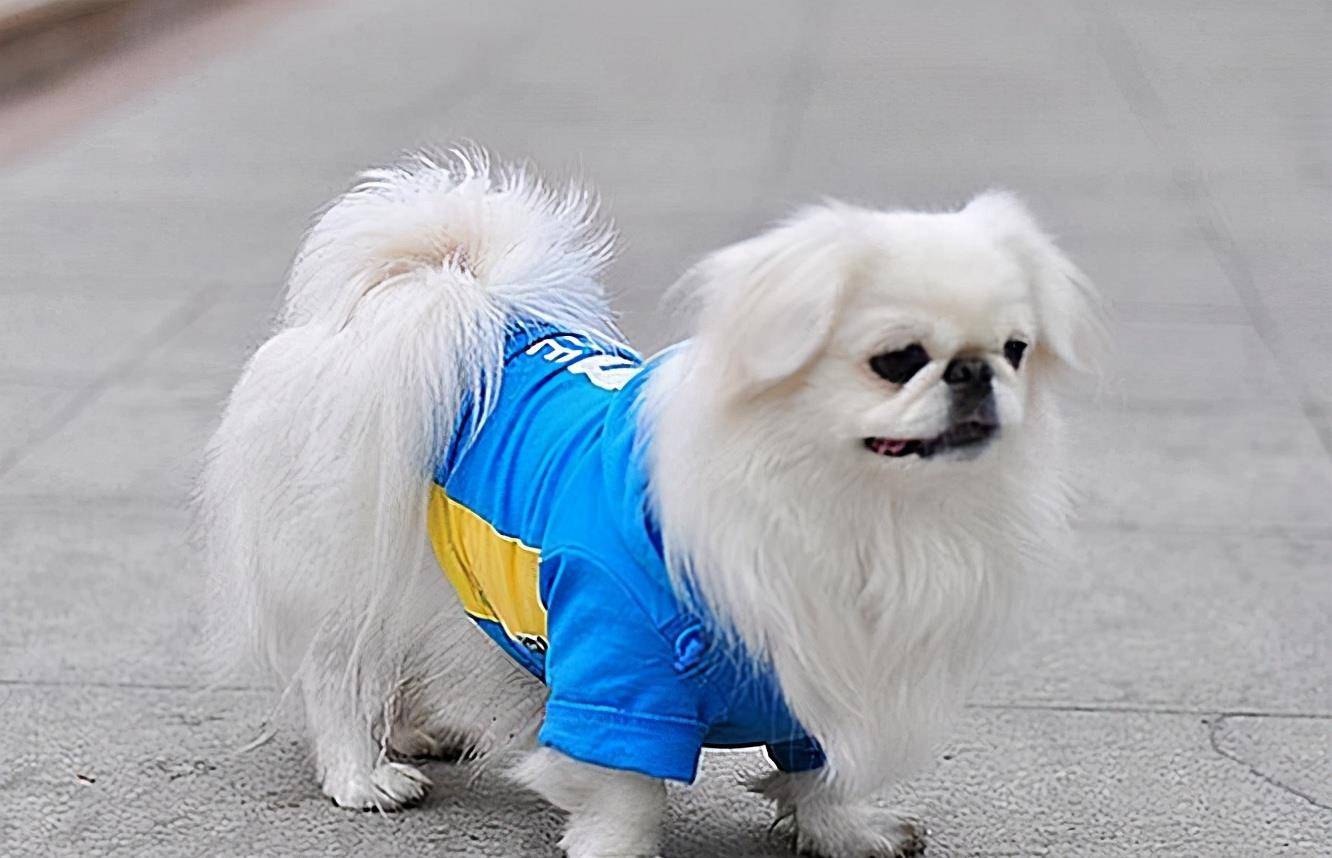 中国名犬——京巴犬,为什么这么少人养?