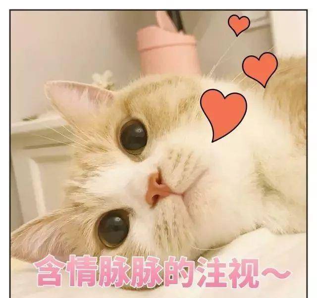 哇终于有猫了,心中百感交集,但感到的幸福胜过了一切!