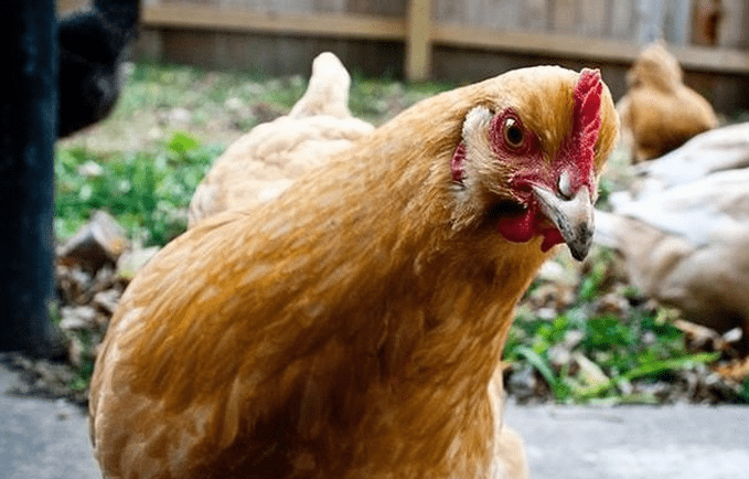 你知道广西出名的鸡品种都有哪些吗广西种养殖平台告诉你