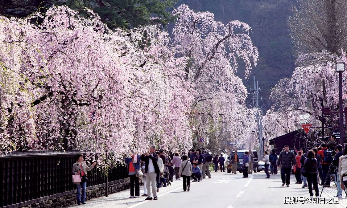 日本武士街道,被称为"陆奥小京都,春天会被樱花染成粉色!