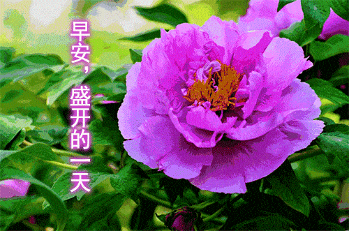 清晨最美妙早上好祝福正能量句子,2021年早安动态表情