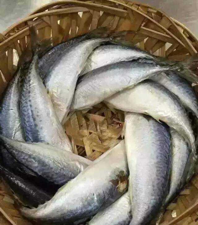 巴浪鱼