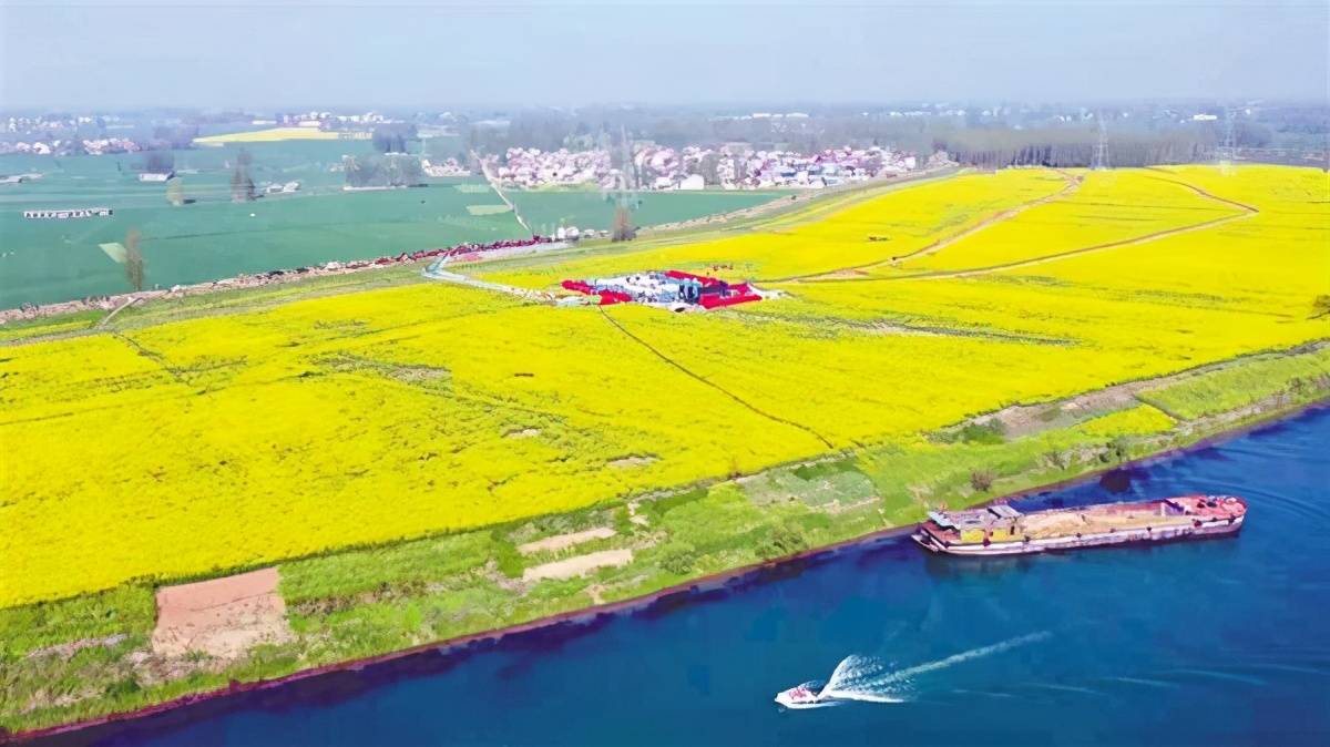 4月10日上午,在周口市商水县邓城古镇沙河南岸,在连片的花海里,天人