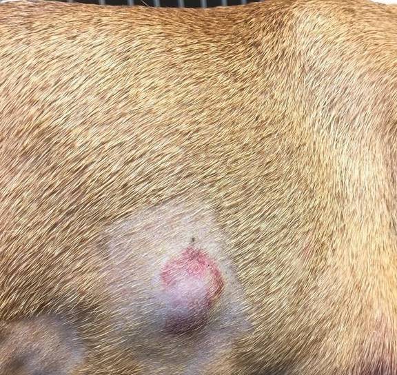 狗狗长肿块硬块会是恶性肿瘤吗主人要注意肿瘤可能会恶化