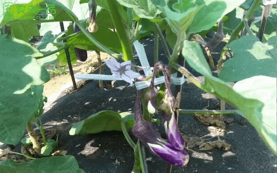 茄子种植时间及生长条件