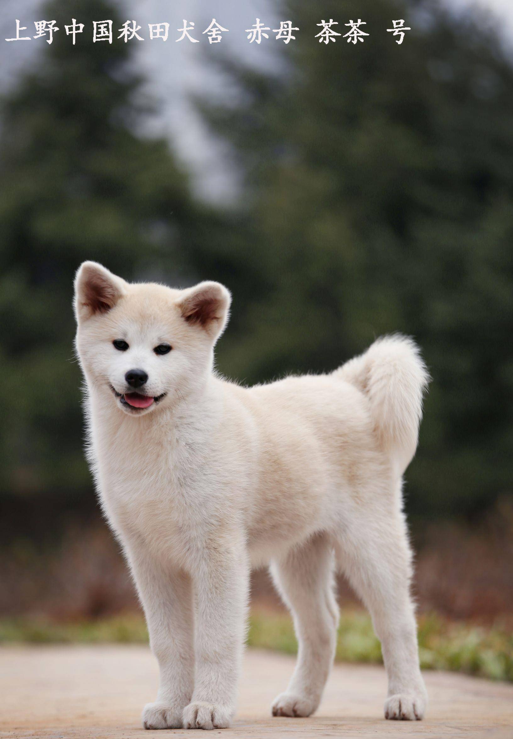 秋田犬的性格真的是你以为的那样吗?