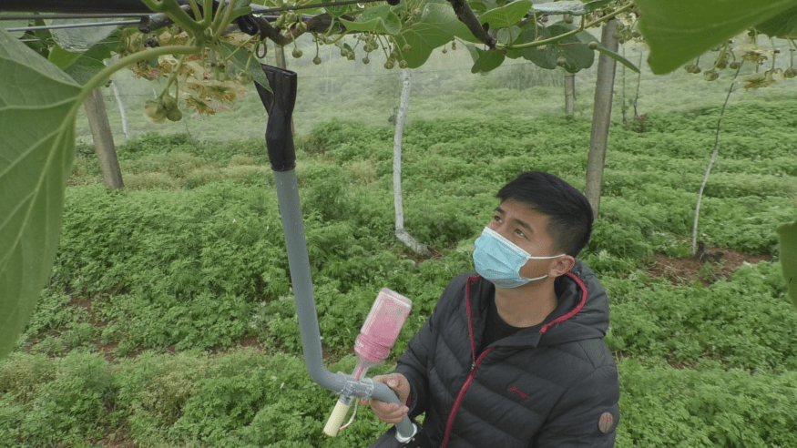 赤壁神山兴农:花粉授粉器助力猕猴桃提质增效