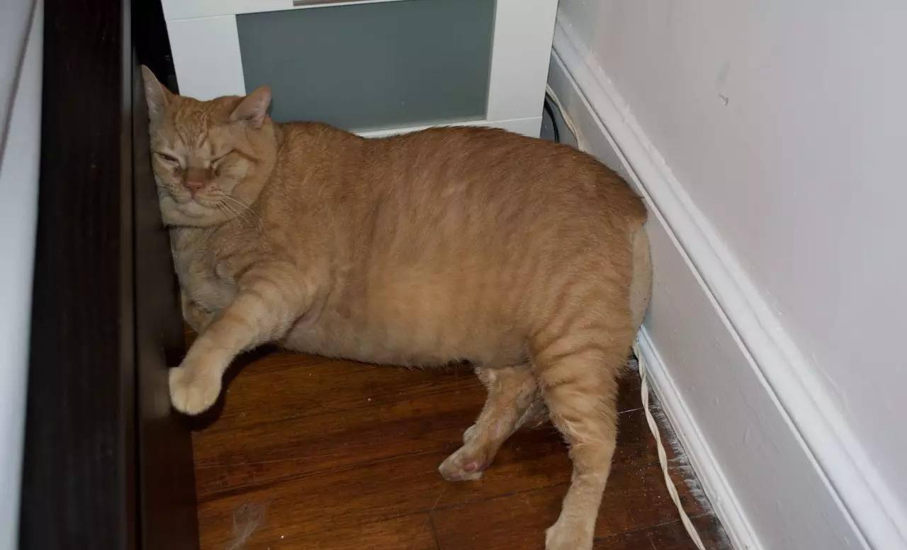 胖惊中外的肥橘猫被领养了!歪果夫妻对胖橘简直宠上天!